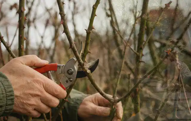 Hände schneiden einen älteren Rosenstrauch mit einer sauberen Gartenschere; Thema Bambus, Schwerpunkt Pflanzpartner; Ausgangslage.