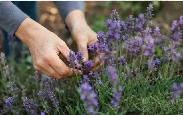 Hände pflegen blühenden Lavendel in einem natürlich angelegten Gartenbeet; Thema Bambus, Schwerpunkt Pflanzung; Umsetzung.