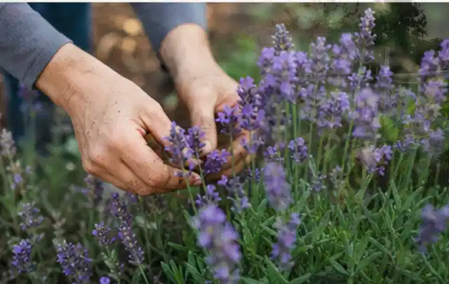 Hände pflegen blühenden Lavendel in einem natürlich angelegten Gartenbeet; Thema Bambus, Schwerpunkt Problemlösung; Ausgangslage.