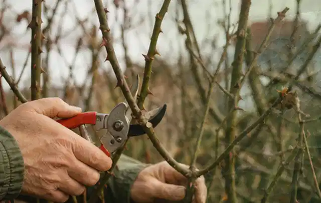 Hände schneiden einen älteren Rosenstrauch mit einer sauberen Gartenschere; Thema Bambus, Schwerpunkt Rückschnitt; Umsetzung.