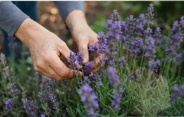 Hände pflegen blühenden Lavendel in einem natürlich angelegten Gartenbeet; Thema Bambus, Schwerpunkt Rückschnitt; Ergebnis.