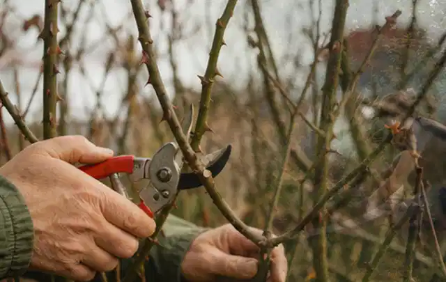 Hände schneiden einen älteren Rosenstrauch mit einer sauberen Gartenschere; Thema Bambus, Schwerpunkt Sortenwahl; Kontrolle.