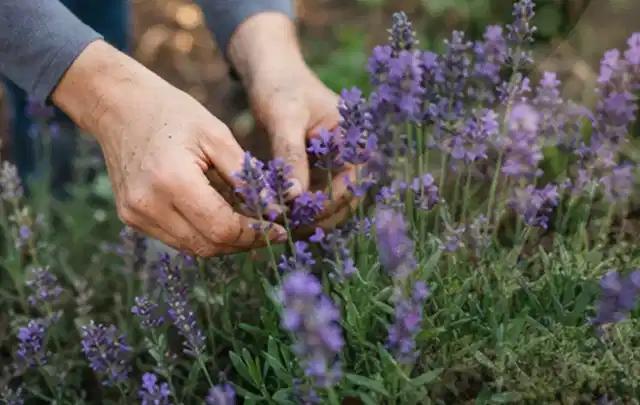 Hände pflegen blühenden Lavendel in einem natürlich angelegten Gartenbeet; Thema Bambus, Schwerpunkt Sortenwahl; Praxisalltag.