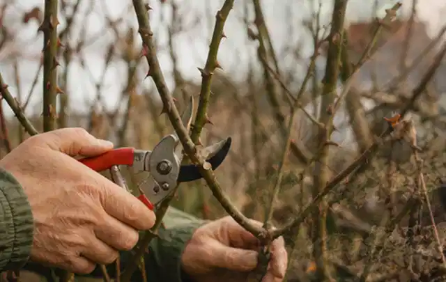 Hände schneiden einen älteren Rosenstrauch mit einer sauberen Gartenschere; Thema Bambus, Schwerpunkt Standort; Ergebnis.