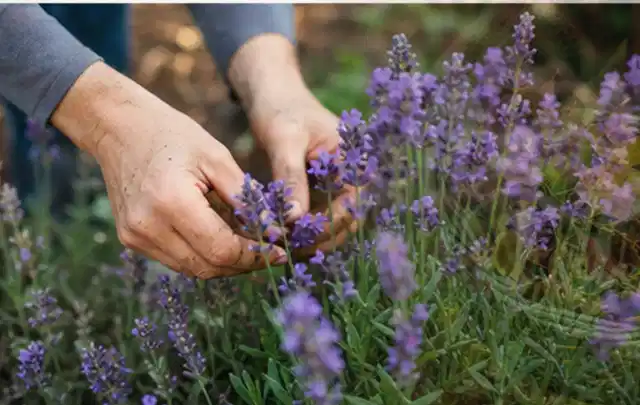 Hände pflegen blühenden Lavendel in einem natürlich angelegten Gartenbeet; Thema Bambus, Schwerpunkt Topfkultur; Kontrolle.