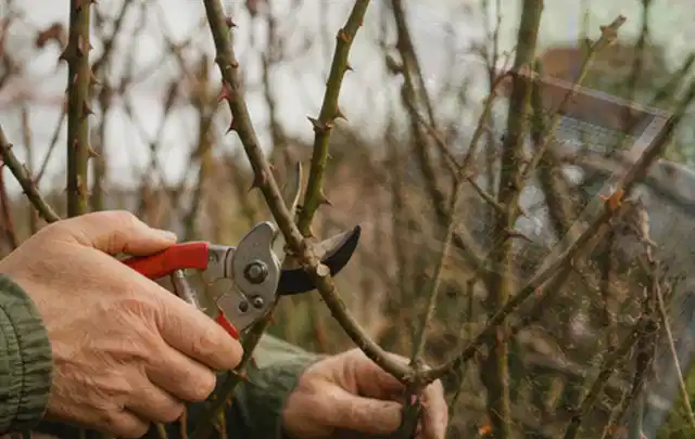 Hände schneiden einen älteren Rosenstrauch mit einer sauberen Gartenschere; Thema Bambus, Schwerpunkt Topfkultur; Ergebnis.
