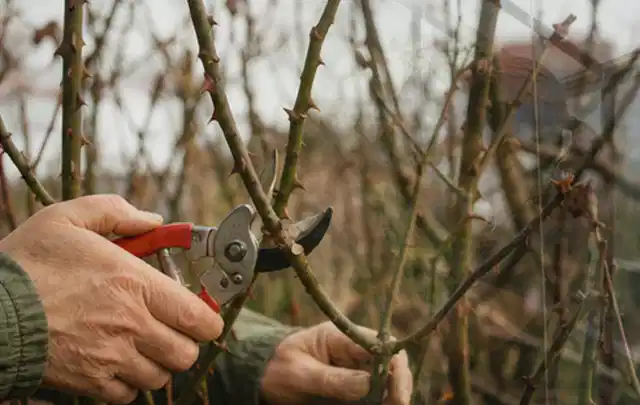 Hände schneiden einen älteren Rosenstrauch mit einer sauberen Gartenschere; Thema Bambus, Schwerpunkt Vermehrung; Kontrolle.