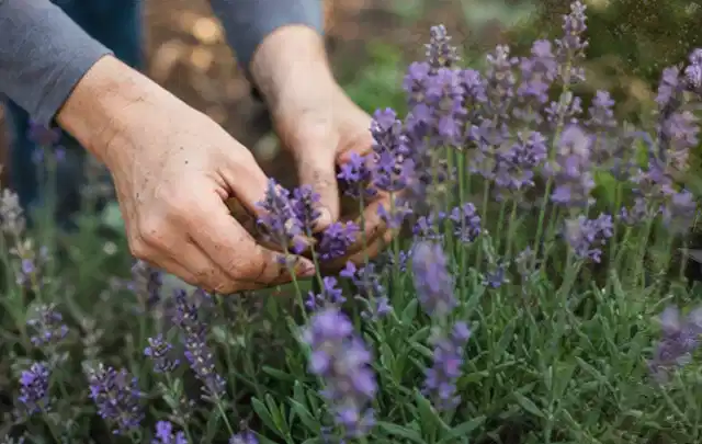 Hände pflegen blühenden Lavendel in einem natürlich angelegten Gartenbeet; Thema Bambus, Schwerpunkt Wachstum; Umsetzung.