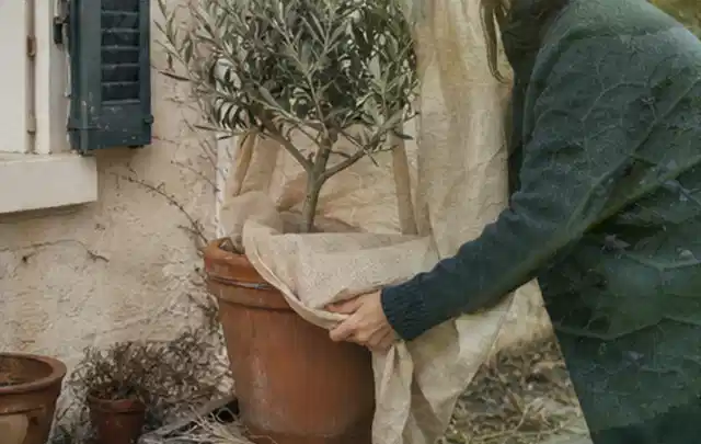 Person umhüllt eine mediterrane Kübelpflanze mit atmungsaktivem Winterschutz; Thema Bambus, Schwerpunkt Wachstum; Kontrolle.