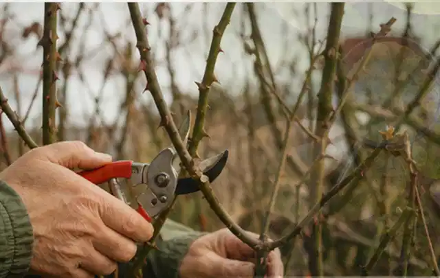 Hände schneiden einen älteren Rosenstrauch mit einer sauberen Gartenschere; Thema Bambus, Schwerpunkt Winterpflege; Kontrolle.