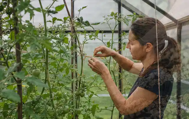 Person bindet junge Tomatentriebe in einem privaten Gewächshaus vorsichtig an; Thema Basilikum, Schwerpunkt Aussaat; Kontrolle.