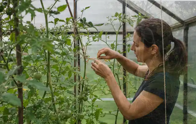 Person bindet junge Tomatentriebe in einem privaten Gewächshaus vorsichtig an; Thema Basilikum, Schwerpunkt Balkongarten; Praxisalltag.