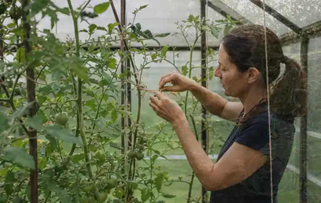 Person bindet junge Tomatentriebe in einem privaten Gewächshaus vorsichtig an; Thema Basilikum, Schwerpunkt Boden; Praxisalltag.