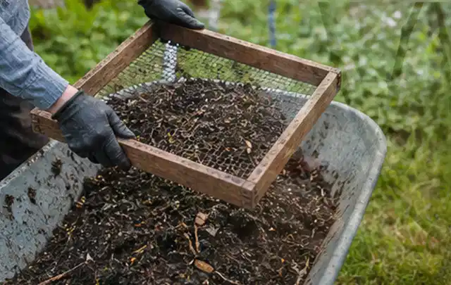 Behandschuhte Hände sieben reifen Kompost über einer Gartenschubkarre; Thema Basilikum, Schwerpunkt Einsteigerwissen; Ausgangslage.
