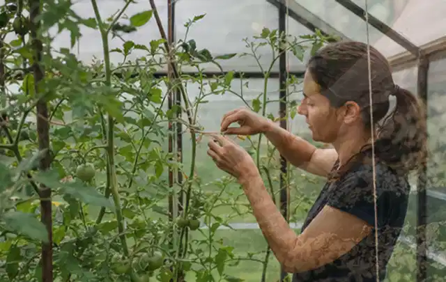 Person bindet junge Tomatentriebe in einem privaten Gewächshaus vorsichtig an; Thema Basilikum, Schwerpunkt Einsteigerwissen; Umsetzung.