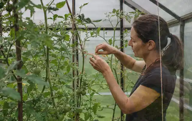 Person bindet junge Tomatentriebe in einem privaten Gewächshaus vorsichtig an; Thema Basilikum, Schwerpunkt Ernte; Ergebnis.