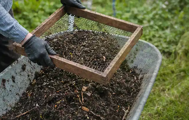 Behandschuhte Hände sieben reifen Kompost über einer Gartenschubkarre; Thema Basilikum, Schwerpunkt Fehlerhilfe; Ergebnis.