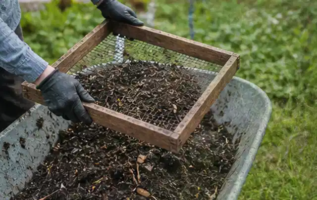 Behandschuhte Hände sieben reifen Kompost über einer Gartenschubkarre; Thema Basilikum, Schwerpunkt Gesundheit; Umsetzung.