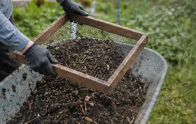 Behandschuhte Hände sieben reifen Kompost über einer Gartenschubkarre; Thema Basilikum, Schwerpunkt Gewächshaus; Ausgangslage.