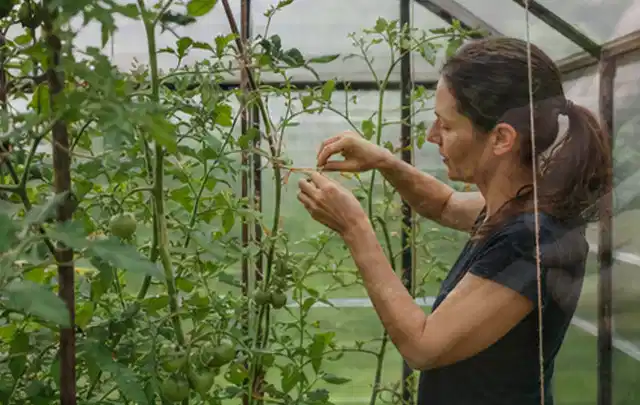 Person bindet junge Tomatentriebe in einem privaten Gewächshaus vorsichtig an; Thema Basilikum, Schwerpunkt Hochbeet; Praxisalltag.