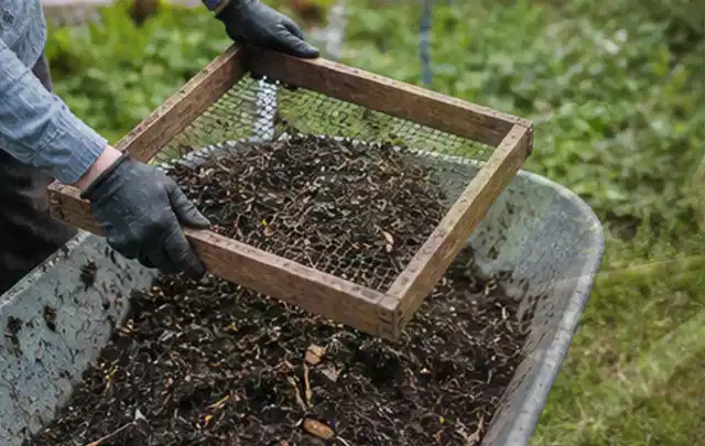 Behandschuhte Hände sieben reifen Kompost über einer Gartenschubkarre; Thema Basilikum, Schwerpunkt Kräuter; Kontrolle.