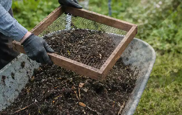 Behandschuhte Hände sieben reifen Kompost über einer Gartenschubkarre; Thema Basilikum, Schwerpunkt Lagerung; Kontrolle.
