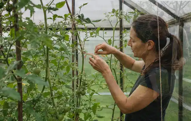 Person bindet junge Tomatentriebe in einem privaten Gewächshaus vorsichtig an; Thema Basilikum, Schwerpunkt Nährstoffe; Ausgangslage.