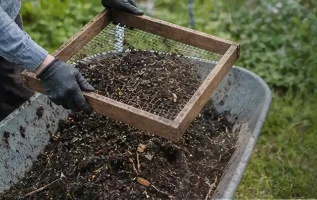 Behandschuhte Hände sieben reifen Kompost über einer Gartenschubkarre; Thema Basilikum, Schwerpunkt Nährstoffe; Praxisalltag.