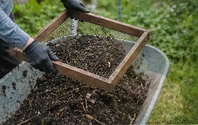 Behandschuhte Hände sieben reifen Kompost über einer Gartenschubkarre; Thema Basilikum, Schwerpunkt Pflanzenschutz; Kontrolle.