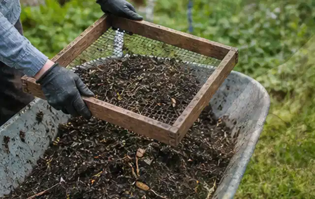Behandschuhte Hände sieben reifen Kompost über einer Gartenschubkarre; Thema Basilikum, Schwerpunkt Pflanzung; Umsetzung.