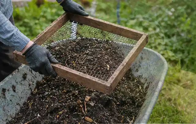 Behandschuhte Hände sieben reifen Kompost über einer Gartenschubkarre; Thema Basilikum, Schwerpunkt Saisonkalender; Ausgangslage.