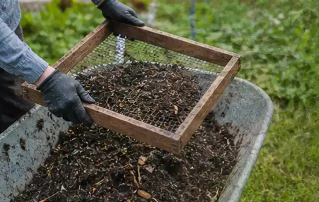 Behandschuhte Hände sieben reifen Kompost über einer Gartenschubkarre; Thema Basilikum, Schwerpunkt Sortenwahl; Kontrolle.