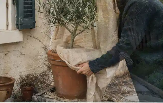 Person umhüllt eine mediterrane Kübelpflanze mit atmungsaktivem Winterschutz; Thema Begonien, Schwerpunkt Bewässerung; Umsetzung.