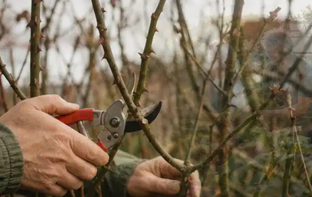Hände schneiden einen älteren Rosenstrauch mit einer sauberen Gartenschere; Thema Begonien, Schwerpunkt Blumen; Ergebnis.