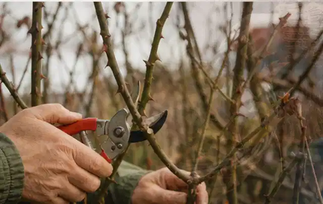 Hände schneiden einen älteren Rosenstrauch mit einer sauberen Gartenschere; Thema Begonien, Schwerpunkt Düngung; Umsetzung.