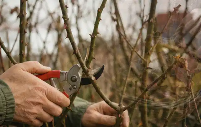 Hände schneiden einen älteren Rosenstrauch mit einer sauberen Gartenschere; Thema Begonien, Schwerpunkt Einsteigerwissen; Ausgangslage.