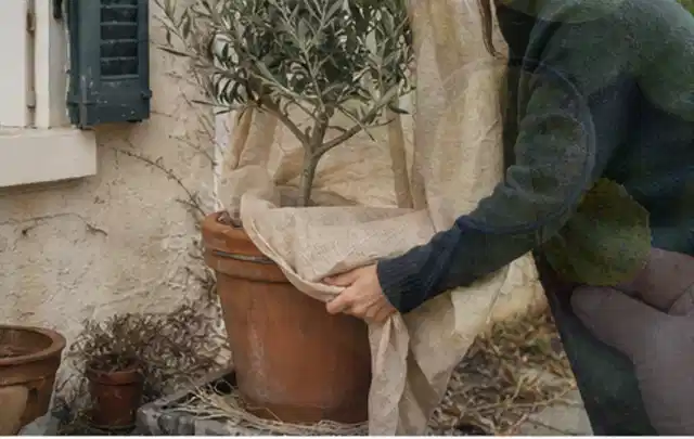 Person umhüllt eine mediterrane Kübelpflanze mit atmungsaktivem Winterschutz; Thema Begonien, Schwerpunkt Einsteigerwissen; Ergebnis.