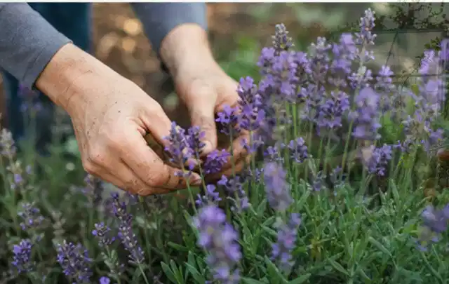 Hände pflegen blühenden Lavendel in einem natürlich angelegten Gartenbeet; Thema Begonien, Schwerpunkt Fehlerhilfe; Kontrolle.