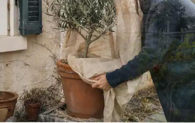 Person umhüllt eine mediterrane Kübelpflanze mit atmungsaktivem Winterschutz; Thema Begonien, Schwerpunkt Jahrespflege; Umsetzung.