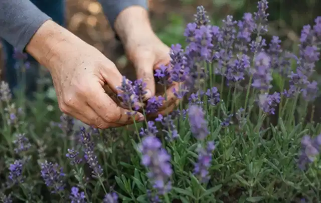 Hände pflegen blühenden Lavendel in einem natürlich angelegten Gartenbeet; Thema Begonien, Schwerpunkt Jahrespflege; Ergebnis.