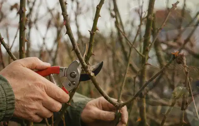 Hände schneiden einen älteren Rosenstrauch mit einer sauberen Gartenschere; Thema Begonien, Schwerpunkt Kaufberatung; Umsetzung.