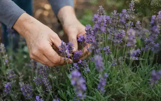 Hände pflegen blühenden Lavendel in einem natürlich angelegten Gartenbeet; Thema Begonien, Schwerpunkt Kaufberatung; Praxisalltag.