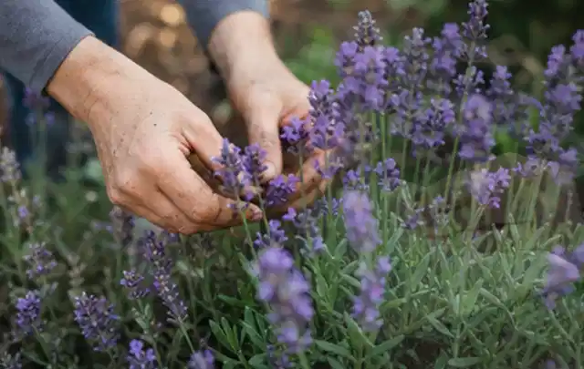 Hände pflegen blühenden Lavendel in einem natürlich angelegten Gartenbeet; Thema Begonien, Schwerpunkt Pflanzengesundheit; Umsetzung.