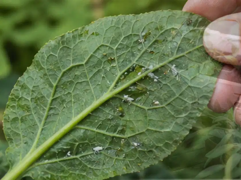 Hand hält ein Blatt mit kleinen hellen Schädlingen auf der Unterseite; Thema Begonien, Schwerpunkt Pflanzenschutz; Titelbild.