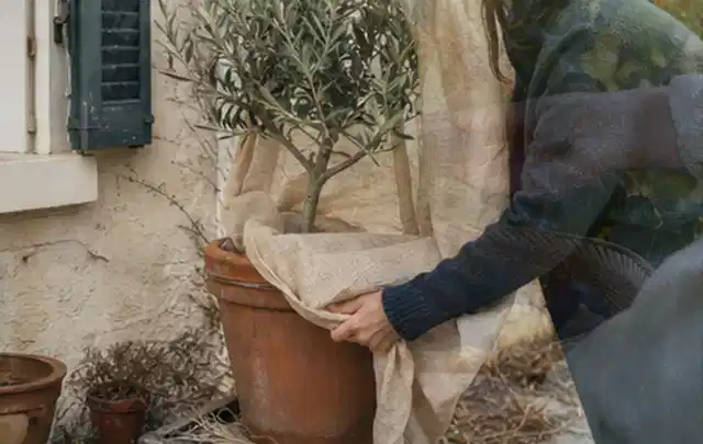 Person umhüllt eine mediterrane Kübelpflanze mit atmungsaktivem Winterschutz; Thema Begonien, Schwerpunkt Pflanzenschutz; Umsetzung.