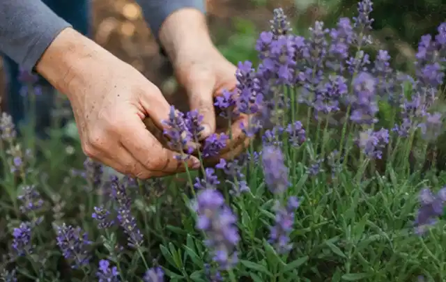 Hände pflegen blühenden Lavendel in einem natürlich angelegten Gartenbeet; Thema Begonien, Schwerpunkt Pflanzpartner; Ergebnis.