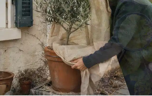 Person umhüllt eine mediterrane Kübelpflanze mit atmungsaktivem Winterschutz; Thema Begonien, Schwerpunkt Pflanzpartner; Praxisalltag.