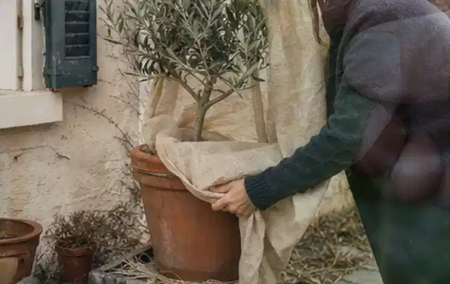 Person umhüllt eine mediterrane Kübelpflanze mit atmungsaktivem Winterschutz; Thema Begonien, Schwerpunkt Problemlösung; Ausgangslage.