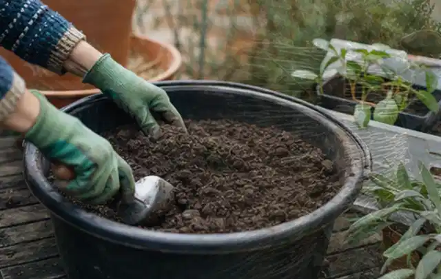 Behandschuhte Hände bereiten lockere Pflanzerde in einem großen Kübel vor; Thema Begonien, Schwerpunkt Problemlösung; Kontrolle.