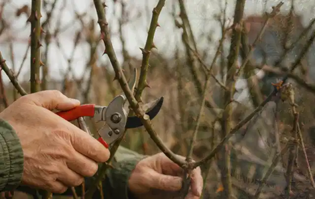 Hände schneiden einen älteren Rosenstrauch mit einer sauberen Gartenschere; Thema Begonien, Schwerpunkt Problemlösung; Ergebnis.